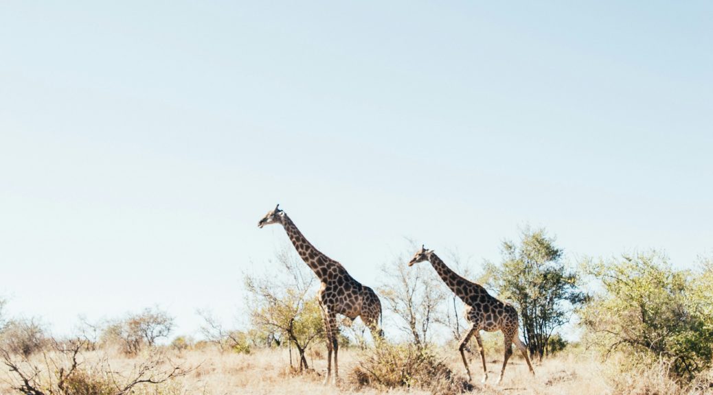 Découvrez les merveilles des réserves naturelles d'Afrique du Sud