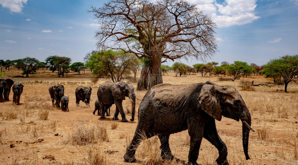 La Tanzanie : un écrin de nature en Afrique de l'Est !